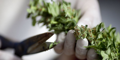 Explaining Five Benefits of Smoking Hemp Flower